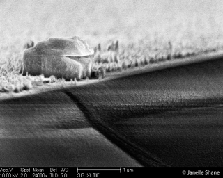 Illustration for article titled 16 Incredible Animals and Landscapes You Can Only See With a Microscope